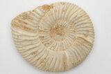 Jurassic Ammonite (Perisphinctes) Fossil - Madagascar #203904-1